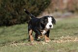 GRAND BOUVIER SUISSE 062